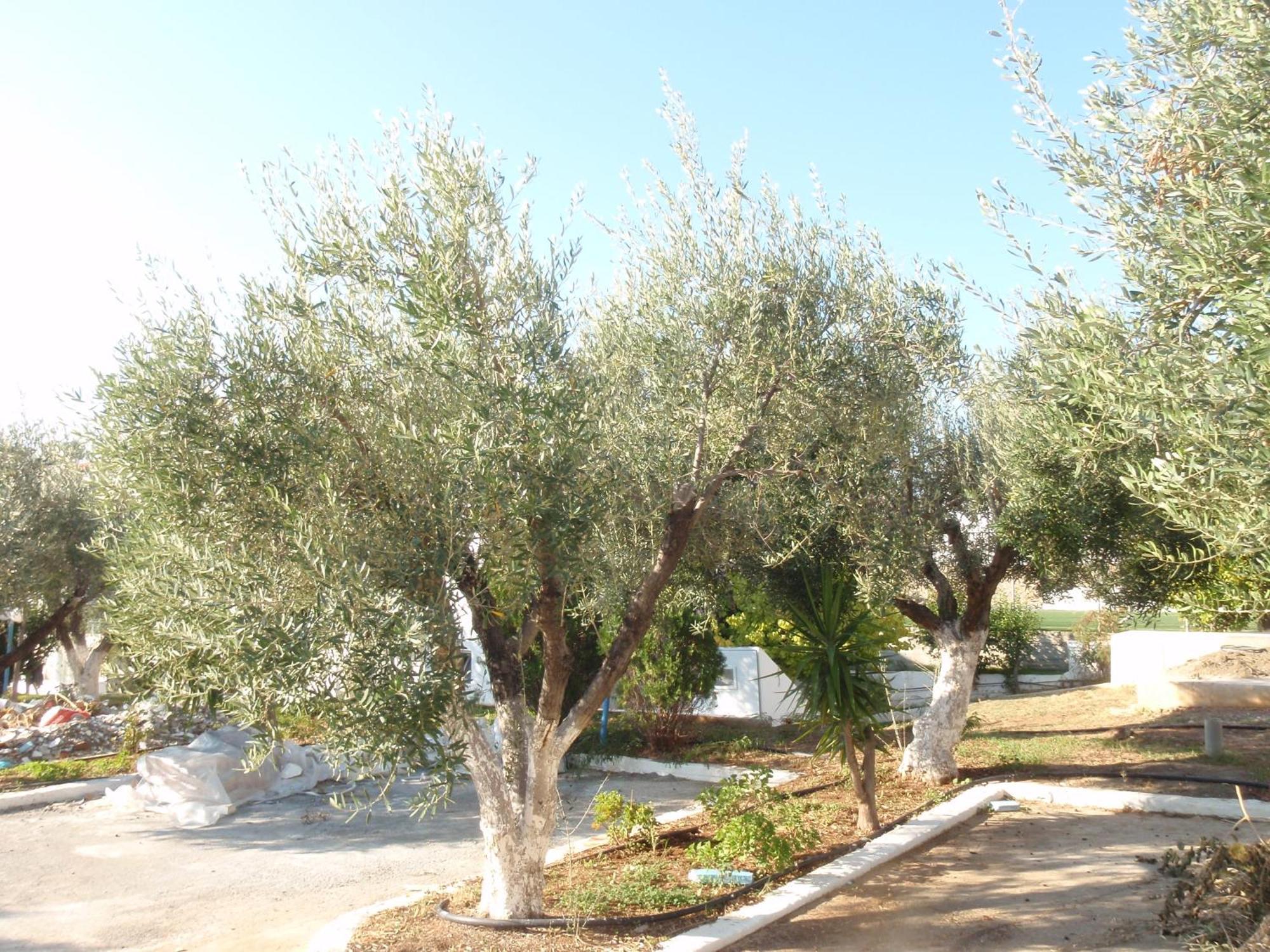 לרדוס Amaryllis Front Beach Hotel מראה חיצוני תמונה